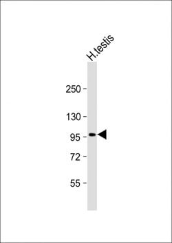 Invitrogen HIPK4 Monoclonal Antibody (292CT1.4.1) 400 &mu;L; Unconjugated:Antibodies,