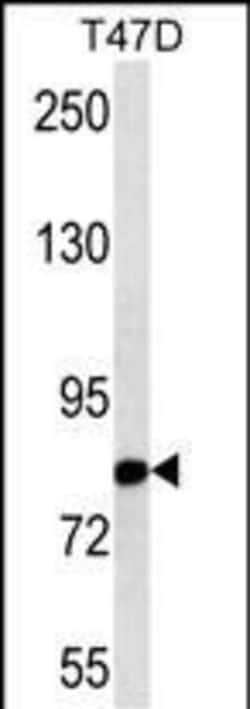 Invitrogen Nuclear Matrix Protein p84 Monoclonal Antibody (301CT40.5.1)