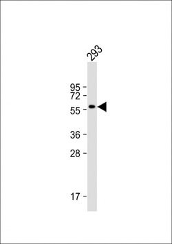 Invitrogen CNOT4 Monoclonal Antibody (343CT14.6.5) 400 &mu;L; Unconjugated:Antibodies,