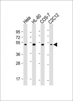 RCC1 Monoclonal Antibody (332CT2.1.1):Antibodies, Monoclonal