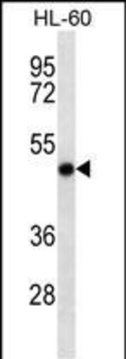 RCC1 Monoclonal Antibody (332CT2.1.1):Antibodies, Monoclonal