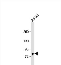 Invitrogen eIF4B Monoclonal Antibody (355CT12.6.5) 400 &mu;L; Unconjugated:Antibodies,