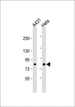 Invitrogen eIF4B Monoclonal Antibody (355CT12.6.5) 400 &mu;L; Unconjugated:Antibodies,