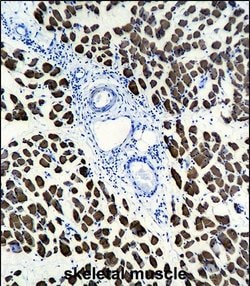 Invitrogen ACTA1 Monoclonal Antibody (337CT30.10.1) 400 &mu;L; Unconjugated:Antibodies,