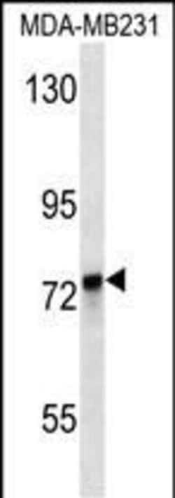 Invitrogen KEAP1 Monoclonal Antibody (297CT6.1.6) 400 &mu;L; Unconjugated:Antibodies,