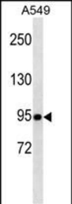 Invitrogen TLE1 Monoclonal Antibody (381CT18.5.1) 400 &mu;L; Unconjugated:Antibodies,