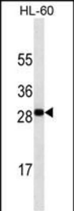Invitrogen OX40L Monoclonal Antibody (362CT19.3.3) 100 &mu;L; Unconjugated:Antibodies,