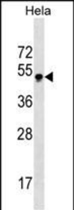 Invitrogen GBX2 Monoclonal Antibody (385CT10.1.1) 400 &mu;L; Unconjugated:Antibodies,