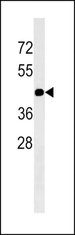 Invitrogen Connexin 47 Monoclonal Antibody (391CT6.4.3) 400 &mu;L; Unconjugated:Antibodies,