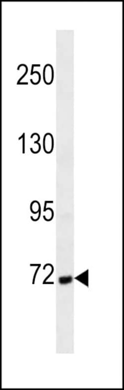 Cortactin Monoclonal Antibody (401CT8.6.3):Antibodies, Monoclonal
