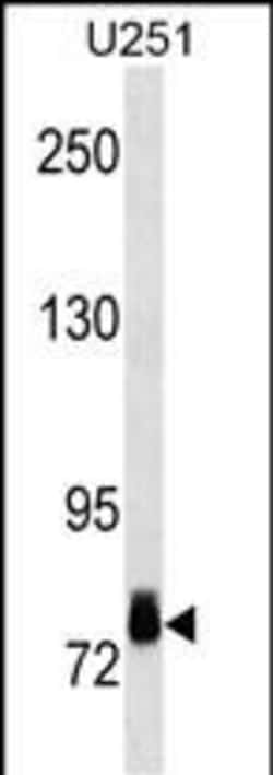 Invitrogen RSK2 Monoclonal Antibody (356CT10.6.1.2) 400 &mu;L; Unconjugated:Antibodies,