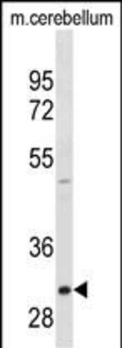 Invitrogen ZWINT Monoclonal Antibody (422CT4.6.4) 100 &mu;L; Unconjugated:Antibodies,