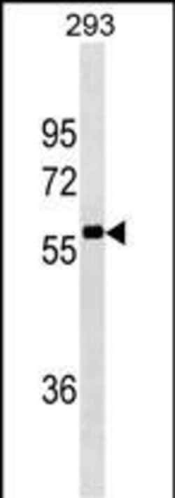 Invitrogen NCOA4 Monoclonal Antibody (439CT10.4.4) 400 &mu;L; Unconjugated:Antibodies,
