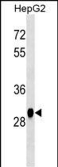 Invitrogen HNMT Monoclonal Antibody (432CT31.4.2) 400 &mu;L; Unconjugated:Antibodies,