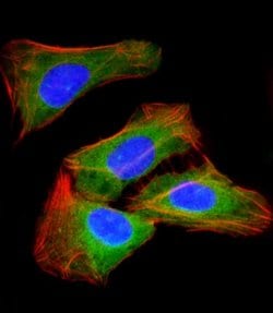 Invitrogen RAB23 Monoclonal Antibody (427CT2.1.1) 400 &mu;L; Unconjugated:Antibodies,