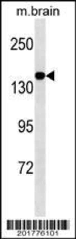 Invitrogen MED14 Monoclonal Antibody (483CT11.1.1) 100 &mu;L; Unconjugated:Antibodies,