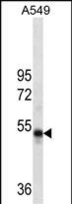 Invitrogen RUVBL1 Monoclonal Antibody (507CT2.2.2) 400 &mu;L; Unconjugated:Antibodies,