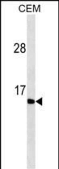 Invitrogen Gastrin Monoclonal Antibody (486CT4.8.13.6) 100 &mu;L; Unconjugated:Antibodies,