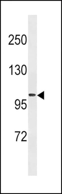 Invitrogen Fibrinogen alpha chain Monoclonal Antibody (471CT12.1.2) 400