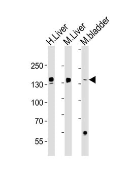 Invitrogen Fibrinogen alpha chain Monoclonal Antibody (471CT12.1.2) 400