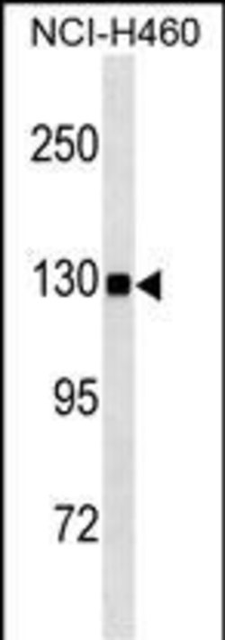 Invitrogen USP8 Monoclonal Antibody (460CT35.1.6) 100 &mu;L; Unconjugated:Antibodies,