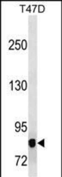 Invitrogen ZPK Monoclonal Antibody (473CT23.12.5) 400 &mu;L; Unconjugated:Antibodies,