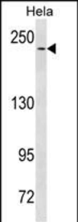 Invitrogen NOTCH3 Monoclonal Antibody (487CT6.9.2) 400 &mu;L; Unconjugated:Antibodies,