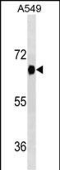 Invitrogen DYRK2 Monoclonal Antibody (492CT4.2.4) 400 &mu;L; Unconjugated:Antibodies,
