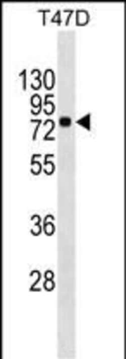 Invitrogen MX1 Monoclonal Antibody (474CT4.1.5) 400 &mu;L; Unconjugated:Antibodies,