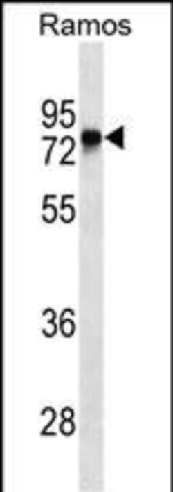Invitrogen Btk Monoclonal Antibody (488CT2.1.2) 100 &mu;L; Unconjugated:Antibodies,
