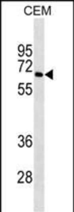 Invitrogen BLNK Monoclonal Antibody (520CT6.1.1) 100 &mu;L; Unconjugated:Antibodies,