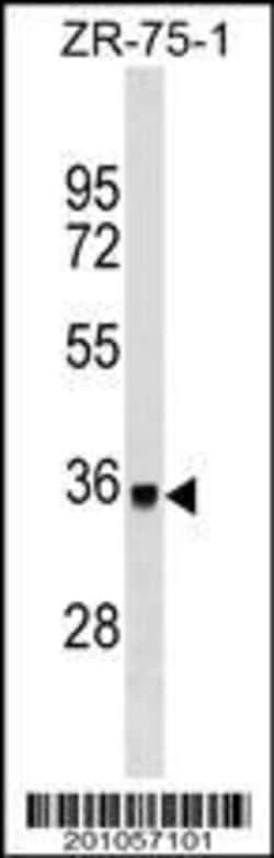 Invitrogen Torsin 1A Monoclonal Antibody (583CT1.1.3) 100 &mu;L; Unconjugated:Antibodies,