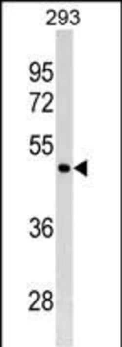 Invitrogen GATA4 Monoclonal Antibody (570CT10.5.7) 100 &mu;L; Unconjugated:Antibodies,