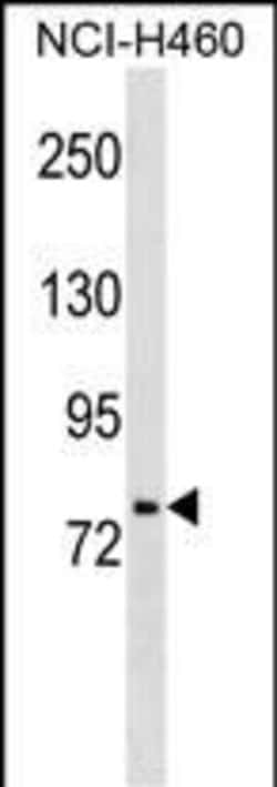 Invitrogen HNF1A Monoclonal Antibody (622CT11.9.6) 100 &mu;L; Unconjugated:Antibodies,