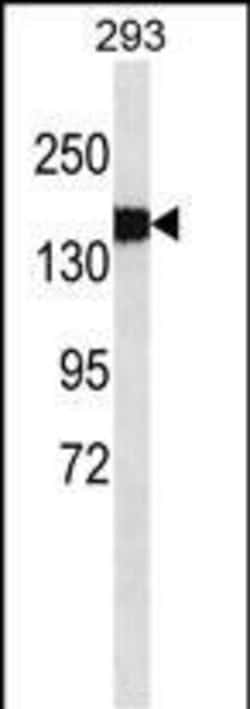 Invitrogen Collagen III Monoclonal Antibody (539CT14.1.1) 400 &mu;L | Buy Online | Invitrogen&trade; | Fisher Scientific