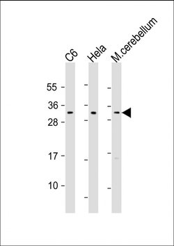 Invitrogen PLP1 Monoclonal Antibody (538CT16.5.4) 400 &mu;L; Unconjugated:Antibodies,
