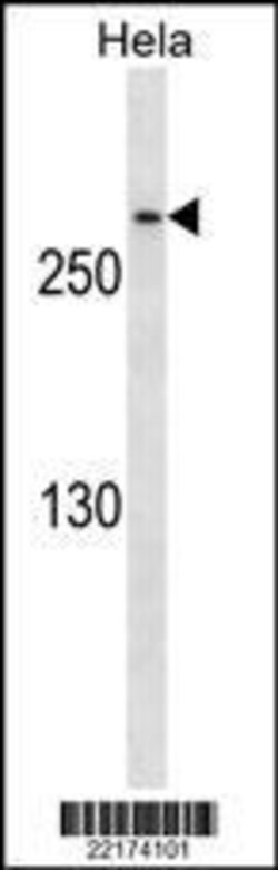 Invitrogen CDK5RAP2 Monoclonal Antibody (527CT22.9.2) 100 &mu;L; Unconjugated:Antibodies,