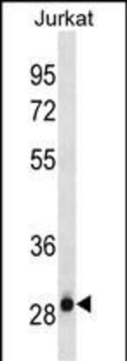 Invitrogen HAGH Monoclonal Antibody (611CT23.6.1) 100 &mu;L; Unconjugated:Antibodies,
