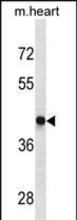 D4 Dopamine Receptor Monoclonal Antibody (625CT1.5.4):Antibodies, Monoclonal