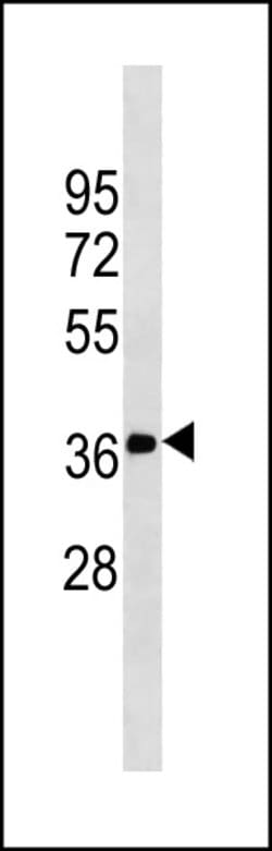Invitrogen FN3K Monoclonal Antibody (788CT24.5.1) 100 &mu;L; Unconjugated:Antibodies,