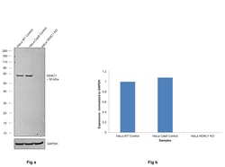 HDAC1 Monoclonal Antibody (1061CT1.3.1):Antibodies, Monoclonal