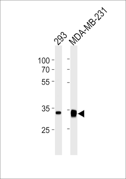 Invitrogen GOLPH3 Monoclonal Antibody (905CT9.1.1) 400 &mu;L; Unconjugated:Antibodies,