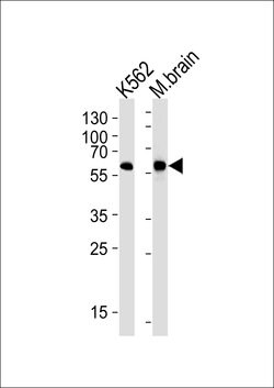 Invitrogen BAIAP2 Monoclonal Antibody (1037CT15.1.3) 400 &mu;L; Unconjugated:Antibodies,