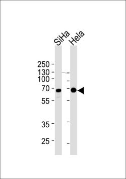 Invitrogen NLK Monoclonal Antibody (1146CT24.2.1) 400 &mu;L; Unconjugated:Antibodies,