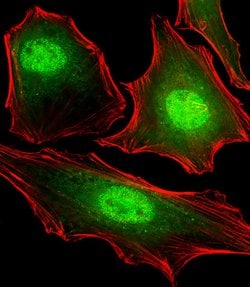Invitrogen FUBP3 Monoclonal Antibody (1216CT820.155.150) 400 &mu;L; Unconjugated:Antibodies,