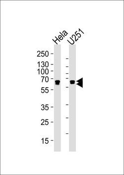 Invitrogen FUBP3 Monoclonal Antibody (1216CT820.155.150) 400 &mu;L; Unconjugated:Antibodies,