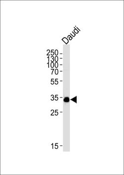 Invitrogen BOB-1 Monoclonal Antibody (1170CT1.1.1) 400 &mu;L; Unconjugated:Antibodies