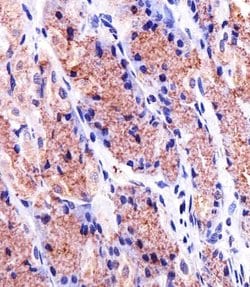 Invitrogen Prohibitin Monoclonal Antibody (1215CT487.109.106) 400 &mu;L;
