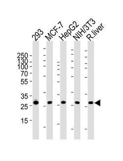 Invitrogen Prohibitin Monoclonal Antibody (1215CT487.109.106) 400 &mu;L;