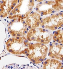 Invitrogen Bcl-10 Monoclonal Antibody (1185CT13.2.1.2) 400 &mu;L; Unconjugated:Antibodies,
